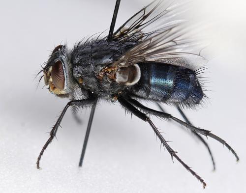 Calliphora vicina